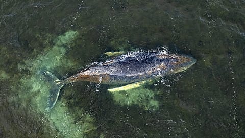 Gestrandeter Buckelwal in der Ostsee – 30. März
