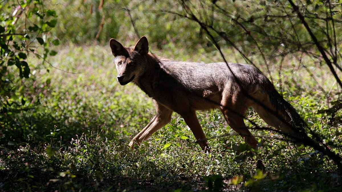 Lobo ataca mulher no centro da cidade alemã de Hamburgo