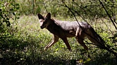 Ein Wolf ist seit dem Wochenende im Hamburger Stadtgebiet unterwegs. Nach einem Angriff auf eine Frau wurde er nun eingefangen.