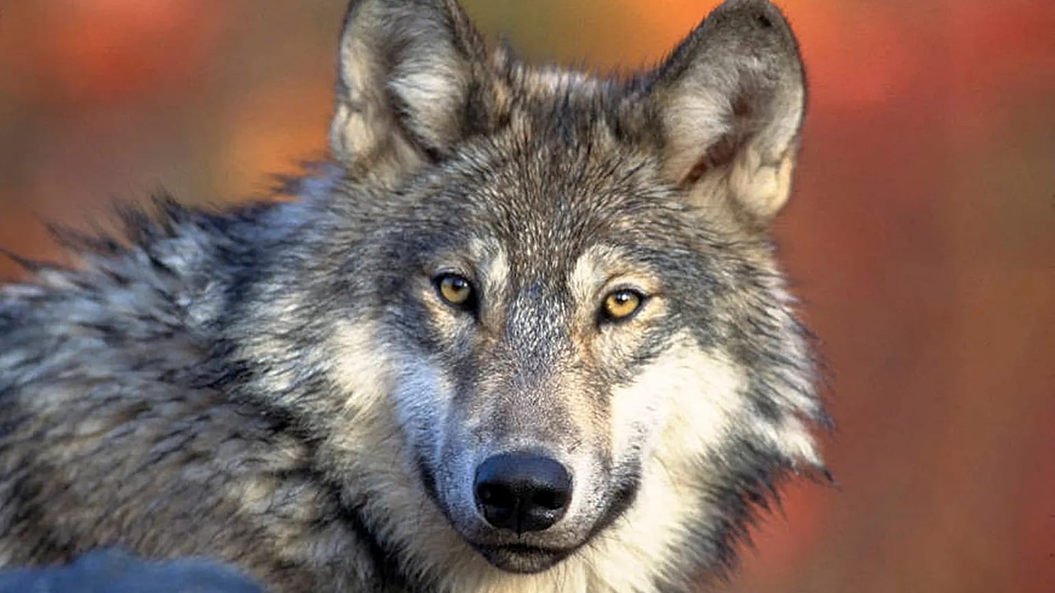 This photo provided by the US Fish and Wildlife Service shows a grey wolf, 18 April, 2008