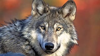 This photo provided by the US Fish and Wildlife Service shows a grey wolf, 18 April, 2008