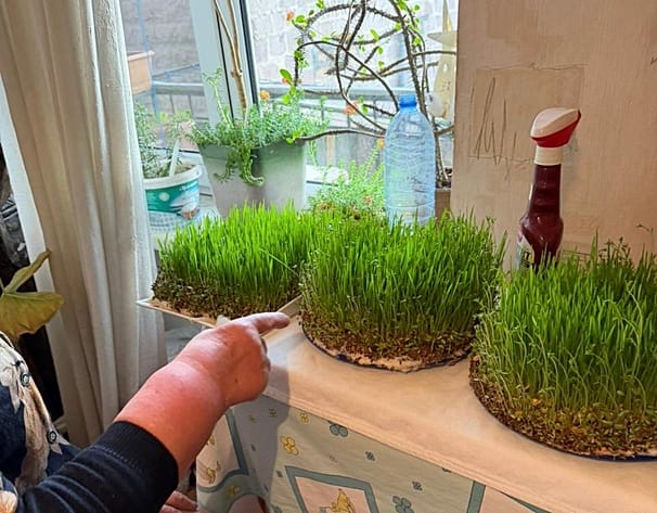 Проращивание зёрен для армянской Пасхи