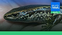 Alborn-Skink