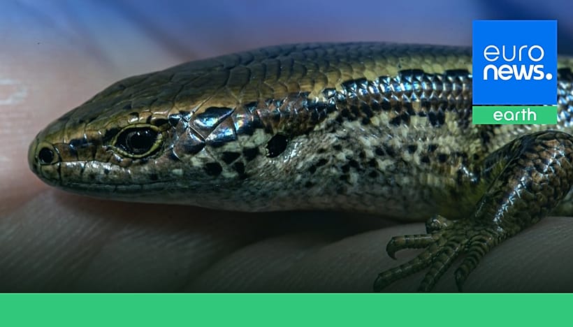 Video. One of the world's rarest lizards almost wiped out by local mice ...