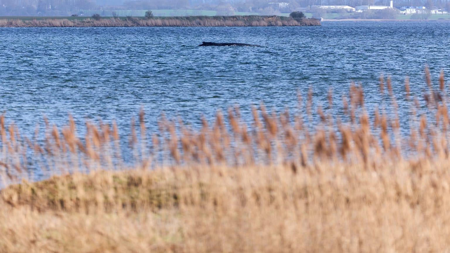 Almanya'nın Baltık Denizi kıyılarındaki bir kambur balina, Almanya'nın Weitendorf-Hof kentindeki Poel adası yakınlarında bir kez daha karaya vurdu.
