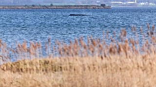 Ein Buckelwal vor der deutschen Ostseeküste ist erneut festgekommen nahe der Insel Poel in Weitendorf-Hof, Deutschland, am Dienstag, den 31. März 2026.