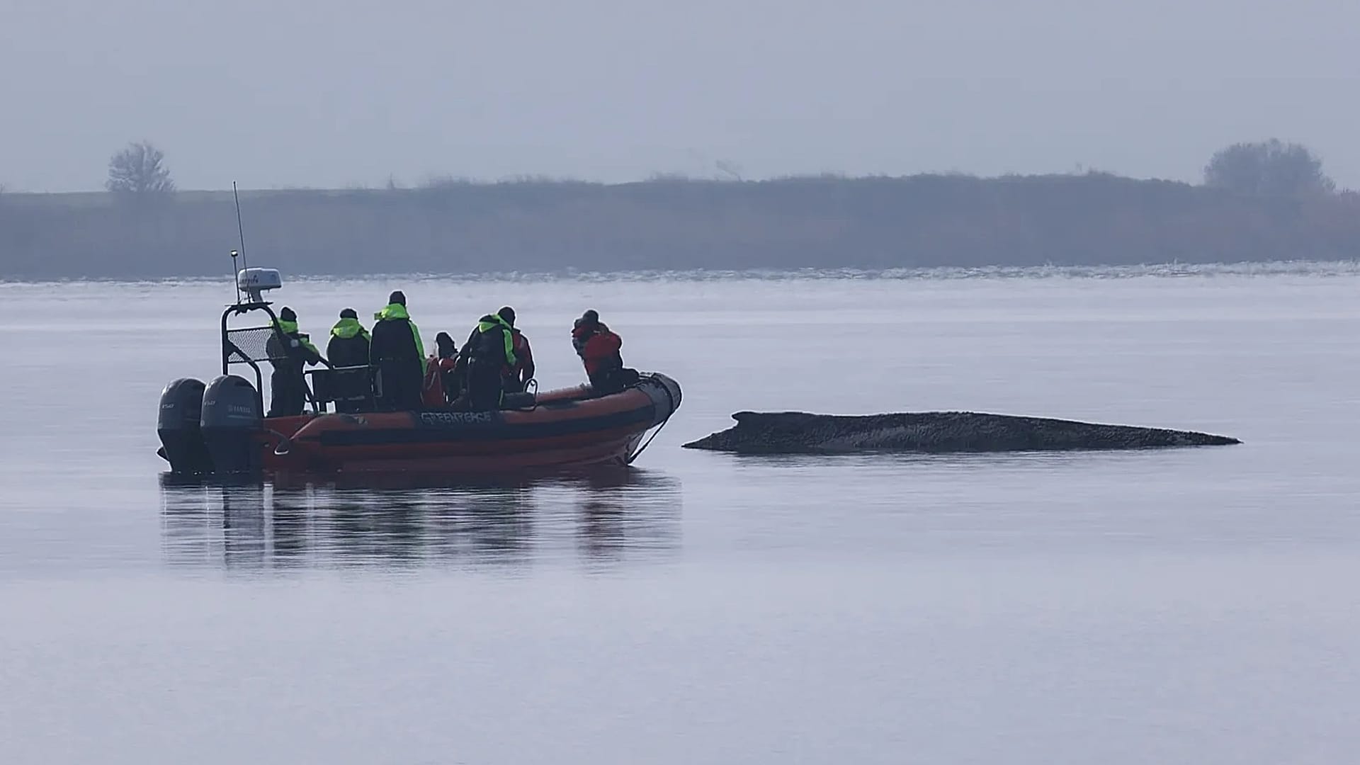 Rescue Abandoned for Stranded Humpback Whale 'Timmy'