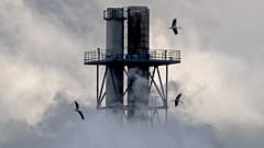 Störche fliegen am 10. September 2024 um einen Schornstein des BASF-Chemiewerkes in Ludwigshafen