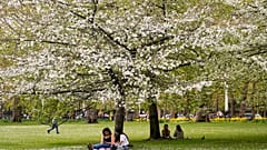 Emberek ülnek a virágzó cseresznyefák alatt a londoni St. James's Parkban.