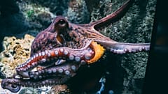 Die Forschenden haben festgestellt, dass der Paarungsarm ein Sinnesorgan ist. Wie die übrigen Arme des Oktopus ist er dicht mit Saugnäpfen voller chemotaktiler Rezeptoren besetzt.