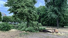 Foto simbólica. Un árbol caído tras una tormenta en Volkspark Friedrichshain, en Berlín, el lunes 23 de junio de 2025.