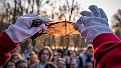 Eine Freiwillige des ukrainischen Fledermaus-Rehazentrums zeigt Menschen den Flügel einer geretteten Fledermaus vor der Auswilderung bei Kyjiw am vierten April 2026.
