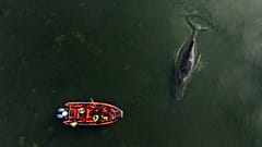 Kann der gestrandete Buckelwal in der Ostsee doch noch gerettet werden?