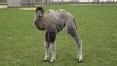Im britischen Whipsnade Zoo ist ein Trampeltierkalb zur Welt gekommen. In freier Wildbahn leben nur noch rund 1000 Tiere. acht. April 2026.