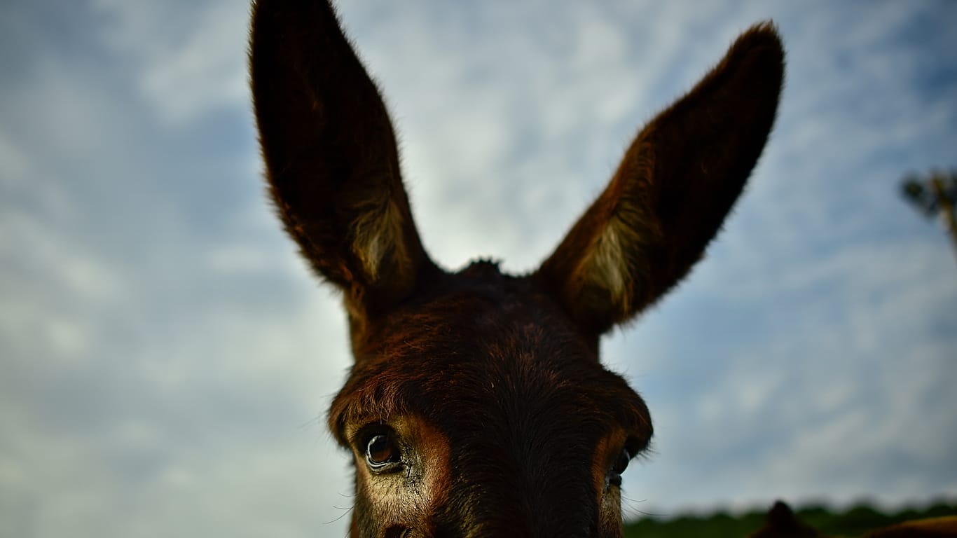 Donkey firefighters are protecting Spain's national parks