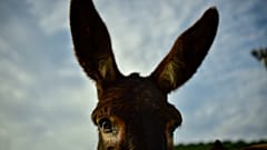 Un burro posa para la cámara en España.