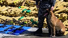 Hulk, el perro que participó en la operación en la que se incautaron 48 toneladas de cannabis, posa delante de paquetes que contenían la droga y armas en Río de Janeiro