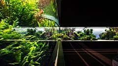 Forests Underwater