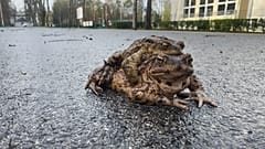 Zwei Kröten überqueren eine asphaltierte Straße in Otrebusy in Polen