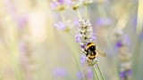 Les reines des abeilles respirent sous l'eau et survivent à l'hiver malgré l'inondation de leurs terriers.