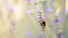 Königinnen von Wildbienen können unter Wasser atmen. So überleben sie den Winter, wenn tauender Schnee ihre Nester überflutet.