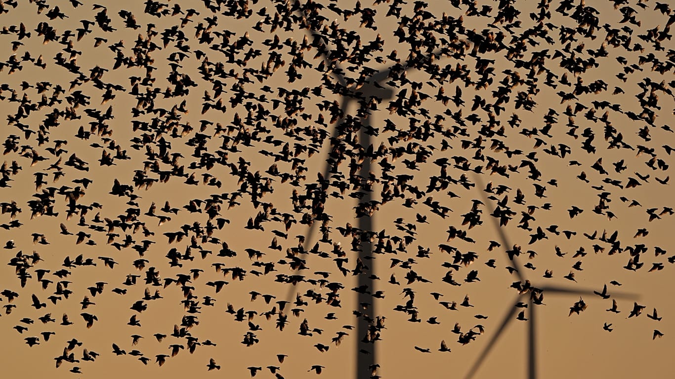 Far fewer birds are harmed by wind turbines than previously thought