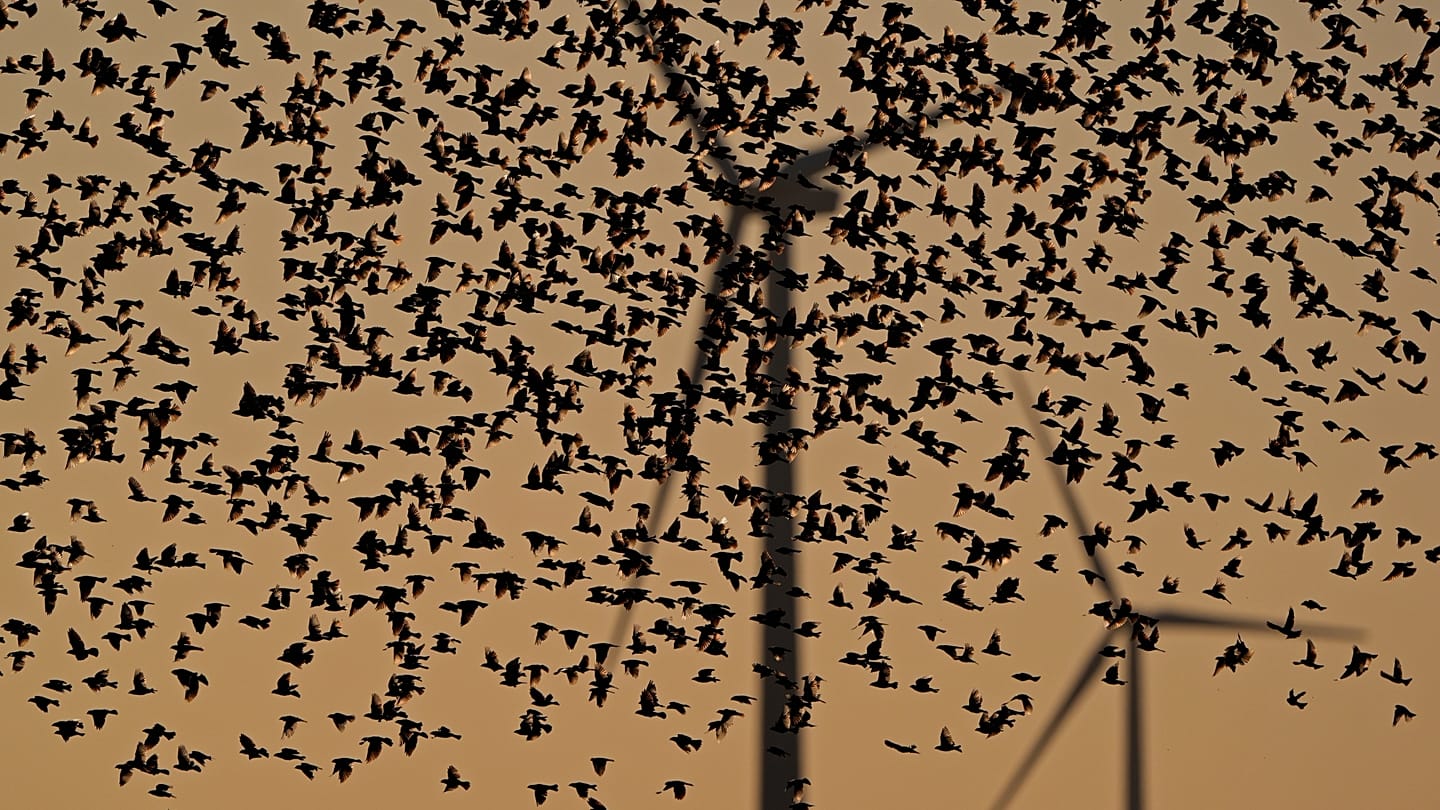 Two Studies Examine Bird Collision Risks at Offshore Wind Turbines