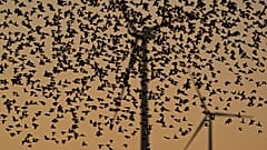 Wie viele Vögel sterben durch Windräder? Überraschende Ergebnisse