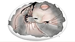 Kısmen korunmuş kabuğu içindeki bir Lystrosaurus embriyosunun modellemesi. 