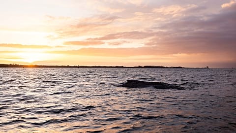 The humpback whale has been lying in the Bay of Wismar for a fortnight now