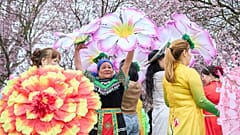 Un grupo de personas disfruta de los cerezos en flor durante el Festival de los Cerezos en Flor, en los Jardines del Mundo de Berlín, Alemania, el 12 de abril de 2026. 