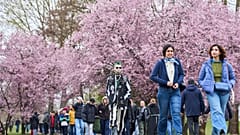 Menschen bestaunen blühende Kirschblüten in den Gärten der Welt in Berlin am Sonntag, 12. April 2026