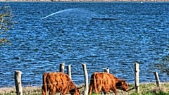 Ein gestrandeter Wal wird mit Wasser besprüht, nachdem er am Donnerstag, dem 9. April 2026, auf einer Sandbank in Kirchdorf auf der Insel Poel in Deutschland feststeckte.