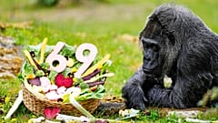 Gorilla-Dame Fatou, ältestes Tier im Berliner Zoo und wohl auch weltweit, feiert ihren 69. Geburtstag in Berlin mit einem Gemüse-Buffet.