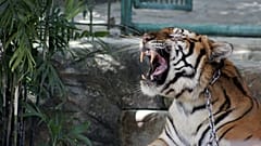 La ley portuguesa prohíbe el uso de animales salvajes en espectáculos circenses