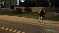 Roboter vertreibt Wildschwein in Warschau