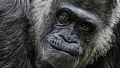 Im Zoo Berlin trifft Gorilla-Dame Fatou, ältestes Tier des Parks und wohl ältester Gorilla der Welt, in ihrem Gehege zu ihrem neunundsechzigsten Geburtstag ein.