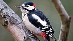 Eine Studie zeigt, dass Vogelgezwitscher glücklich macht - nicht nur das, die Lebenszufriedenheit steigt stärker als bei höherem Einkommen.
