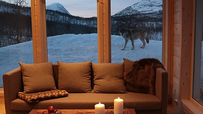Viaggio a zoo e natura: le migliori destinazioni europee per una notte selvaggia 1 Natura selvaggia e animali in Europa