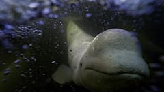 Normalerweise leben Beluga-Wale in arktischen Meeren. Das Foto stammt aus Manitoba in Kanada