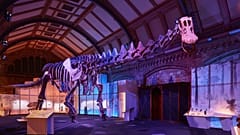 World's largest dinosaur cast unveiled in cathedral
