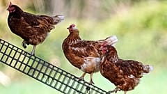 ARCHIVO: Gallinas camperas en una granja cerca de la ciudad de Duelmen, Alemania, el 19 de abril de 2025.