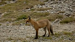 Un zorro rojo en una montaña rocosa