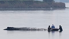 Neuer Rettungsversuch: Helfer nähern sich dem gestrandeten Wal vor der Insel Poel, 16.4.2026