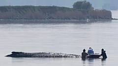 Helpers approach a humpback whale that is stuck off near the island of Poel, 16 April, 2026