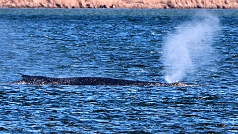 Una balena spiaggiata soffia acqua dopo essersi incagliata in una secca a Kirchdorf, sull'isola di Poel, in Germania, giovedì 9 aprile 2026