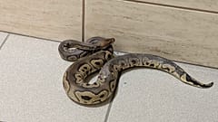 Cobra encontrada nas escadas de um bloco de apartamentos em Cracóvia