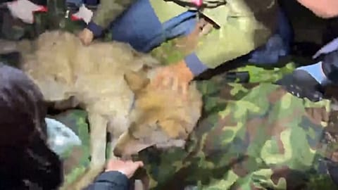 Neukgu, the two-year-old wolf that escaped from Daejeon O-World zoo, is carried to safety following a nine-day search in South Korea.