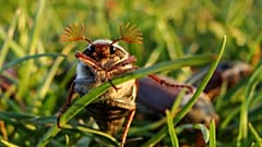 Maikäfer