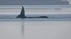 Der Buckelwal vor der Insel Poel hob an diesem Freitag mehrmals die Schwanzflosse. Freitag, 17.4.2026